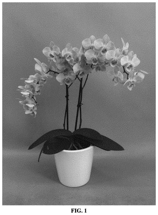 Figure 1 of US plant patent PP32935, the photograph of PHALIJBAK printed in the patent.