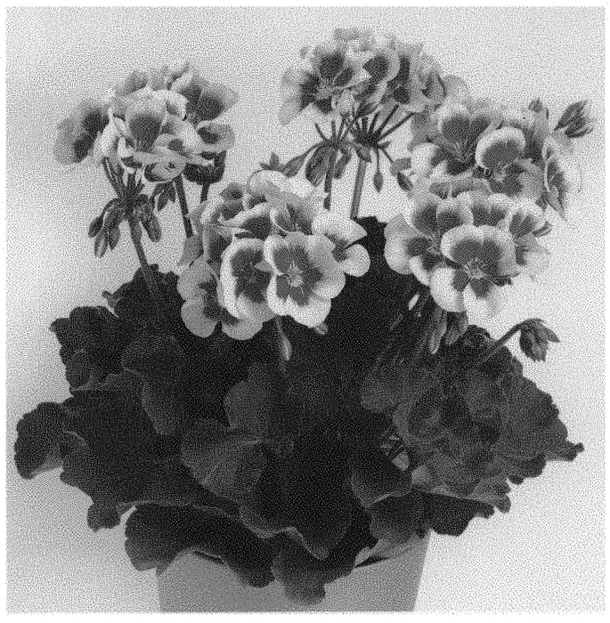 Figure 1 of US plant patent PP32936, the photograph of Pactiocomwhispl printed in the patent.