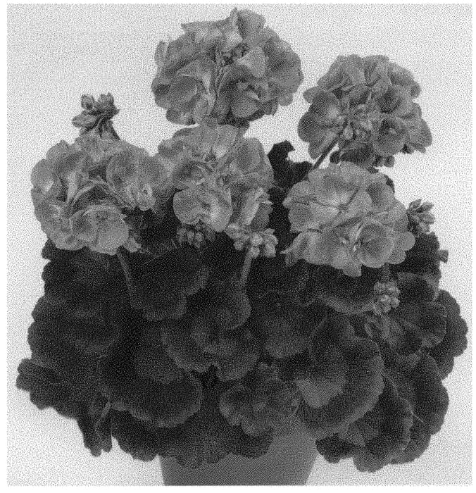 Figure 1 of US plant patent PP32937, the photograph of Pacanpin printed in the patent.