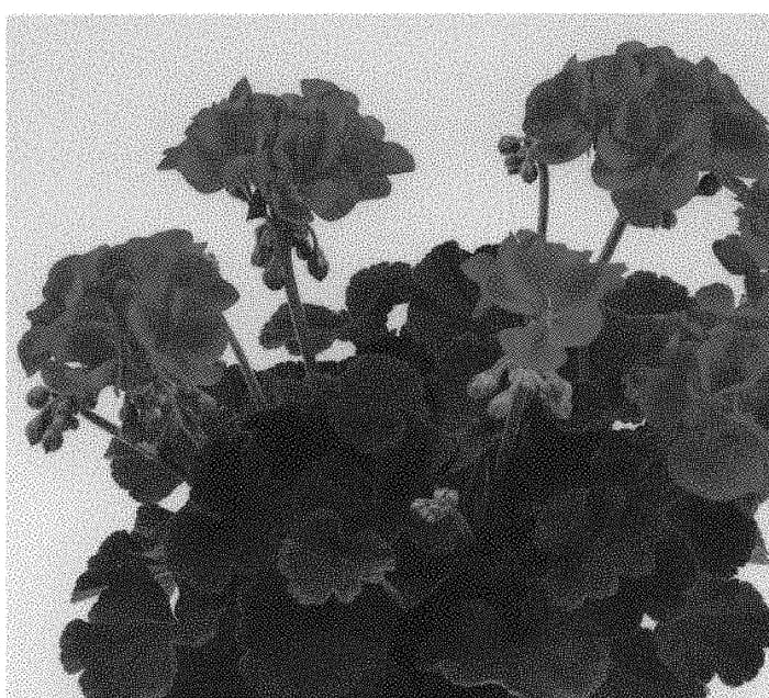 Figure 1 of US plant patent PP32938, the photograph of Pacchofire printed in the patent.