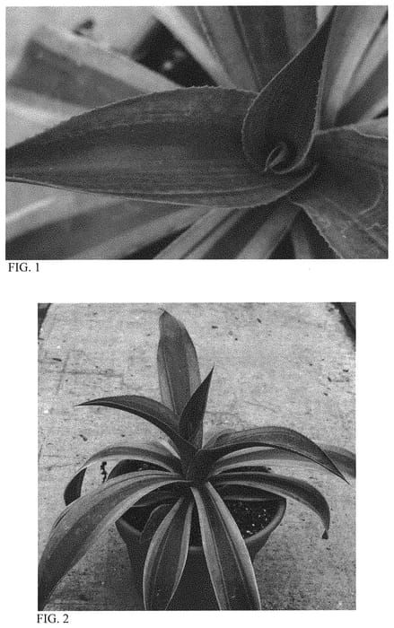 Figure 1 of US plant patent PP32939, the photograph of Life on Mars printed in the patent.