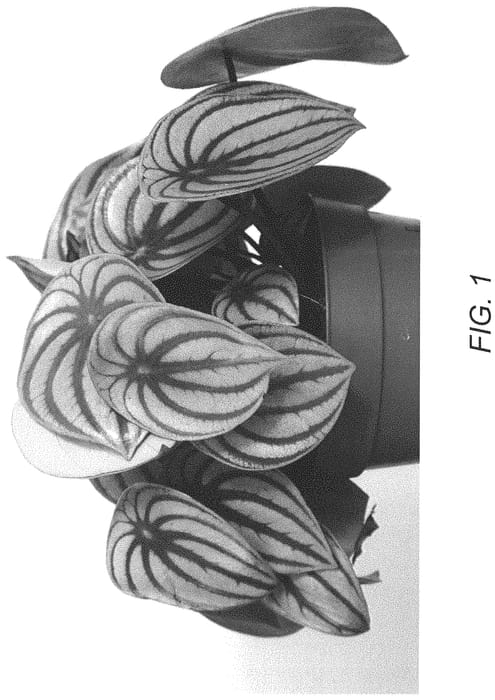 Figure 1 of US plant patent PP32940, the photograph of EC-PEPE-2008 printed in the patent.
