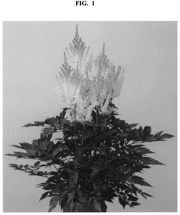 Figure 1 of US plant patent PP32941, the photograph of Harvandermeerwhite printed in the patent.