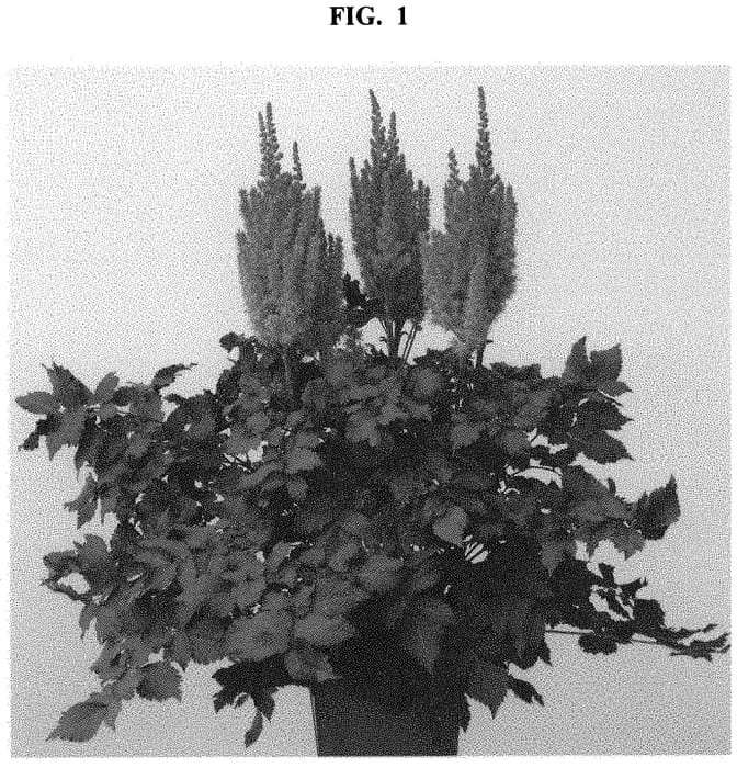 Figure 1 of US plant patent PP32942, the photograph of Youandme Always printed in the patent.