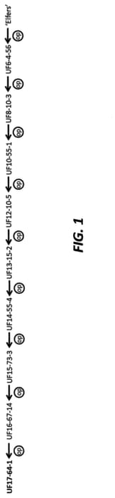 Figure 1 of US plant patent PP32943, the photograph of UF17-64-1 printed in the patent.