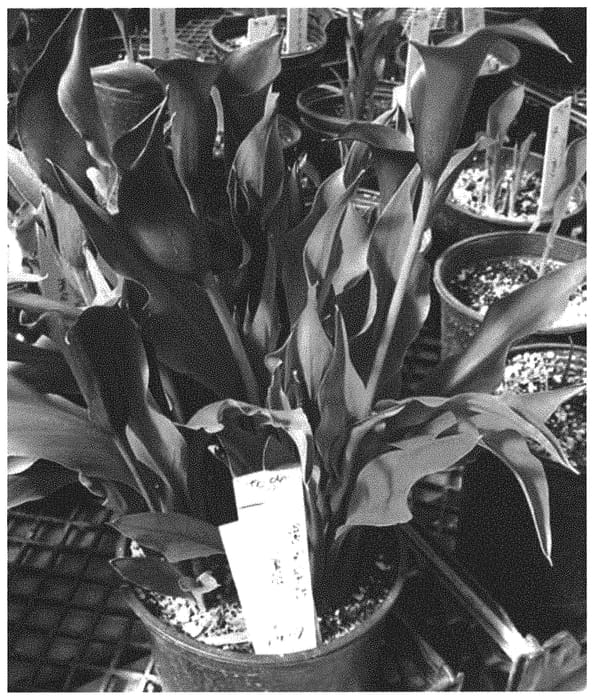 Figure 1 of US plant patent PP32944, the photograph of Night Club printed in the patent.
