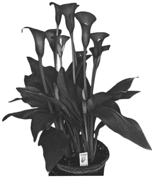 Figure 1 of US plant patent PP32945, the photograph of Capitola printed in the patent.