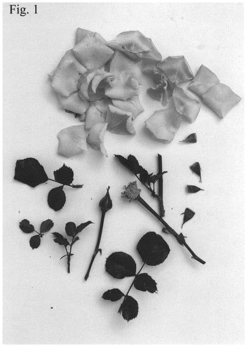 Figure 1 of US plant patent PP32946, the photograph of Poulpal085 printed in the patent.