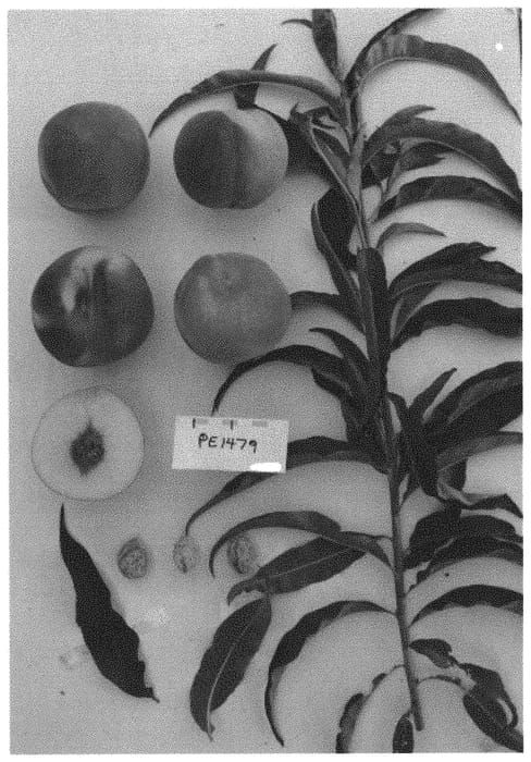 Figure 1 of US plant patent PP32947, the photograph of Supechtwentysix printed in the patent.