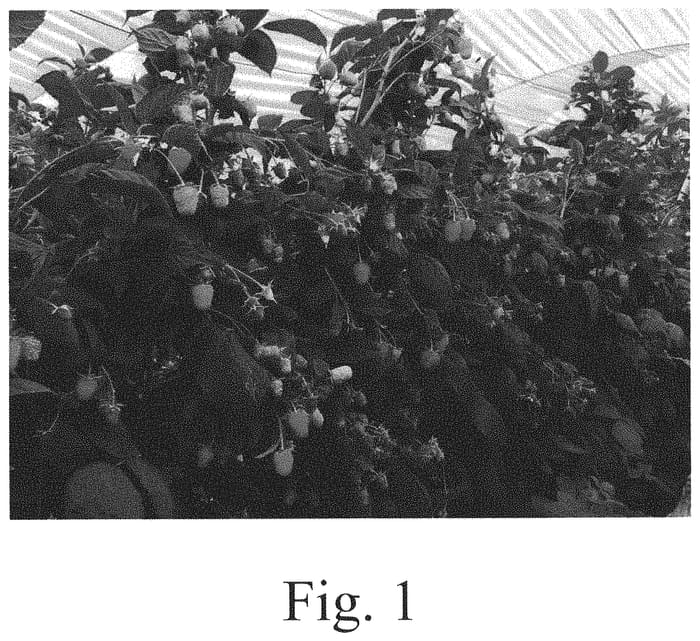 Figure 1 of US plant patent PP32948, the photograph of EXPR02 printed in the patent.