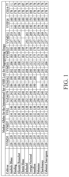 Figure 1 of US plant patent PP32949, the photograph of Ambulo Blanc printed in the patent.