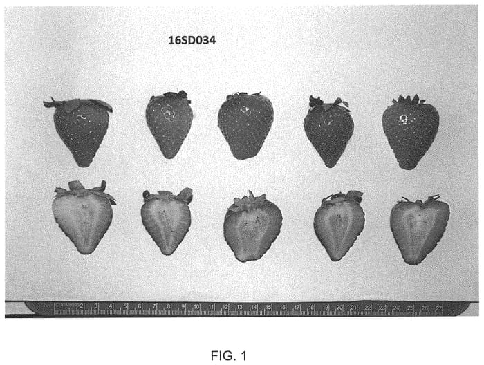 Figure 1 of US plant patent PP32950, the photograph of UCD Warrior printed in the patent.