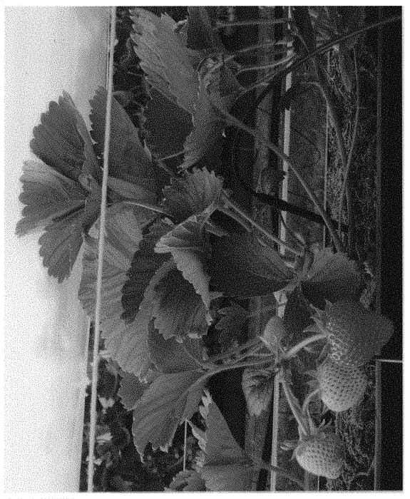 Figure 1 of US plant patent PP32951, the photograph of FD 1604 printed in the patent.