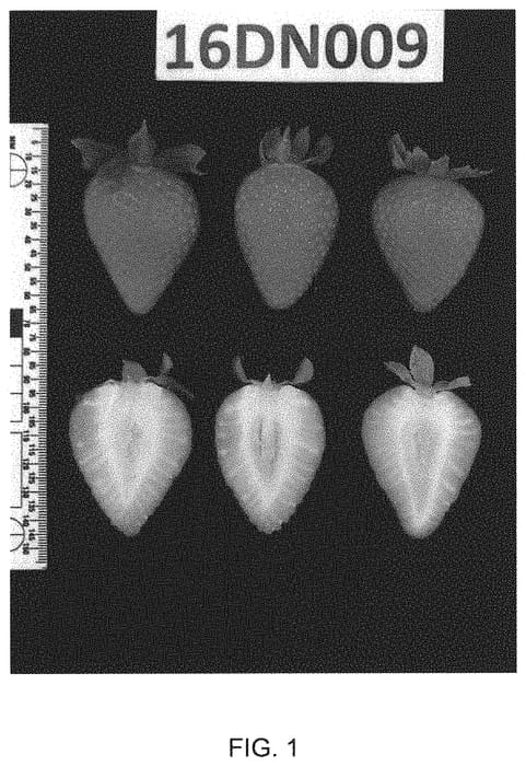 Figure 1 of US plant patent PP32952, the photograph of UCD Royal Royce printed in the patent.