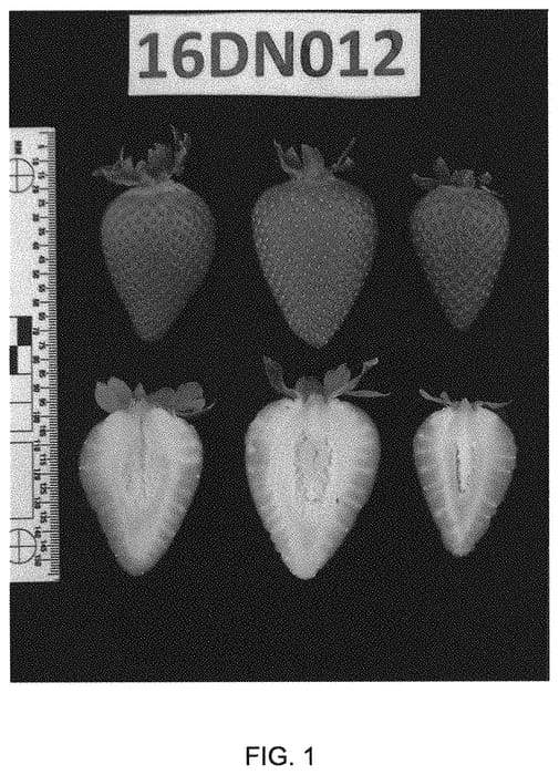 Figure 1 of US plant patent PP32953, the photograph of UCD Moxie printed in the patent.