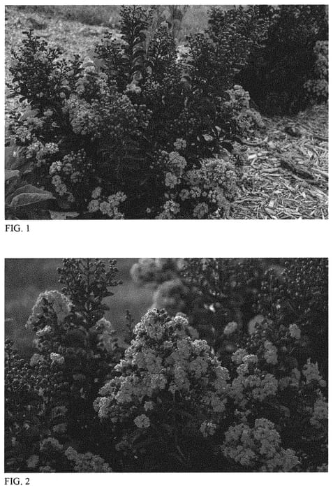 Figure 1 of US plant patent PP32954, the photograph of Dark Roast printed in the patent.