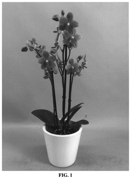 Figure 1 of US plant patent PP32955, the photograph of PHALHUCAR printed in the patent.