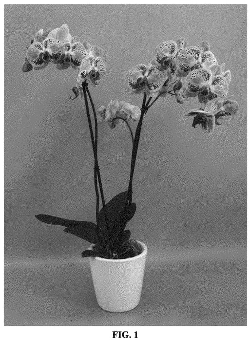 Figure 1 of US plant patent PP32956, the photograph of PHALGETWO printed in the patent.