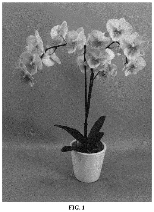 Figure 1 of US plant patent PP32957, the photograph of PHALISYCH printed in the patent.