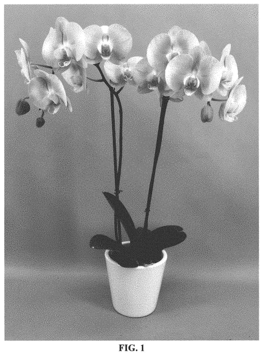 Figure 1 of US plant patent PP32958, the photograph of PHALGRYLIA printed in the patent.