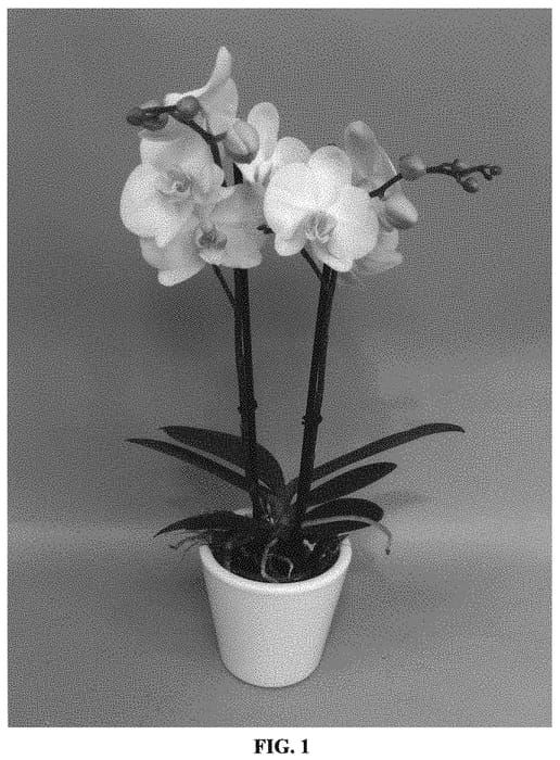 Figure 1 of US plant patent PP32959, the photograph of PHALIADIL printed in the patent.