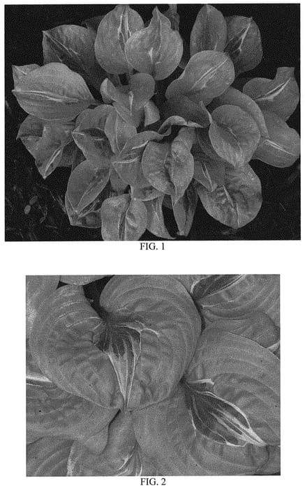 Figure 1 of US plant patent PP32960, the photograph of Time Traveler printed in the patent.