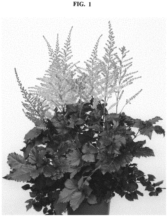 Figure 1 of US plant patent PP32961, the photograph of Razzle Dazzle printed in the patent.