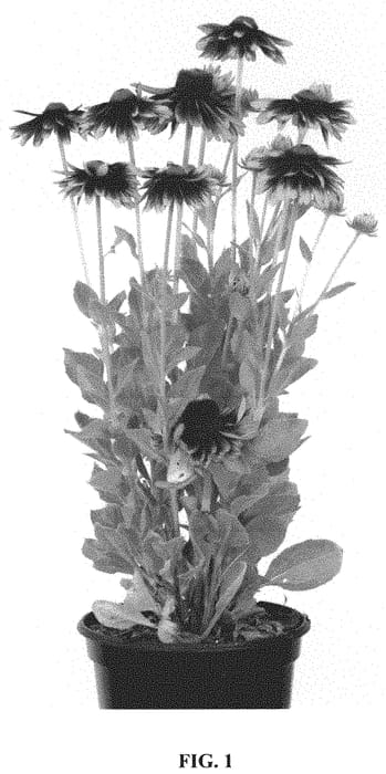 Figure 1 of US plant patent PP32962, the photograph of RUDTI124 printed in the patent.