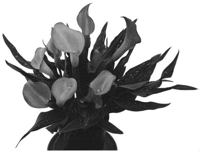 Figure 1 of US plant patent PP32963, the photograph of Peter's Pride printed in the patent.