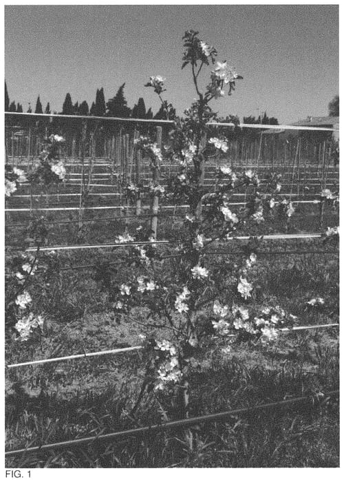 Figure 1 of US plant patent PP32964, the photograph of BABYLOVE printed in the patent.