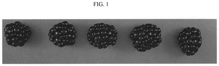 Figure 1 of US plant patent PP32965, the photograph of A-2454T printed in the patent.