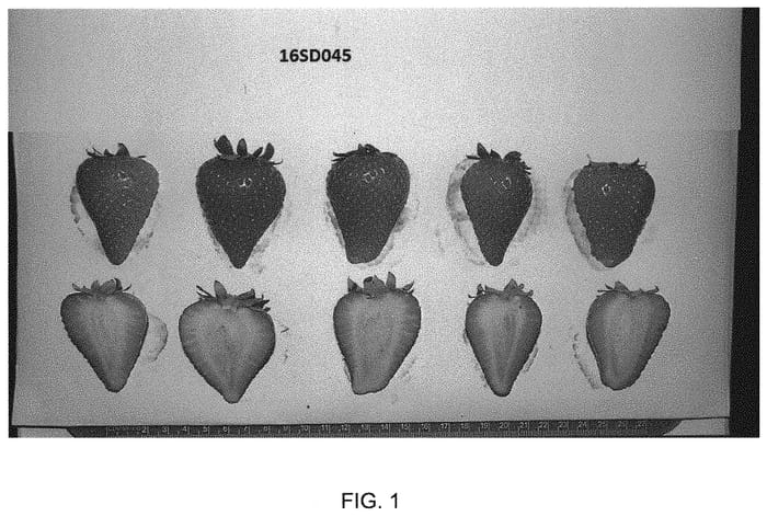 Figure 1 of US plant patent PP32966, the photograph of UCD Victor printed in the patent.