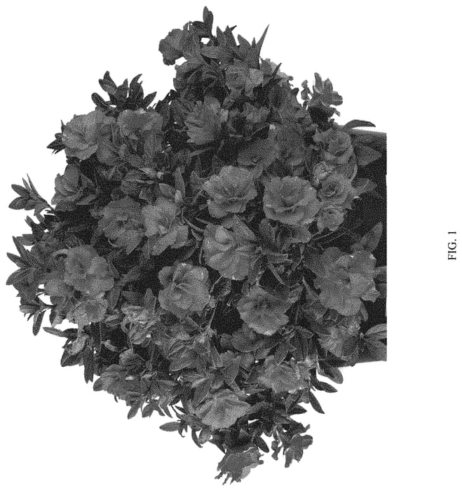 Figure 1 of US plant patent PP32967, the photograph of ROBLEZD printed in the patent.