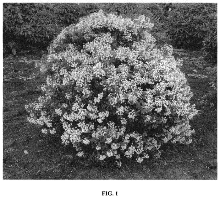 Figure 1 of US plant patent PP32968, the photograph of Microhirs9 printed in the patent.