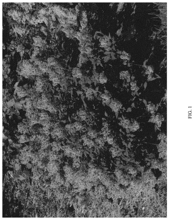 Figure 1 of US plant patent PP32969, the photograph of SMNSDTP printed in the patent.