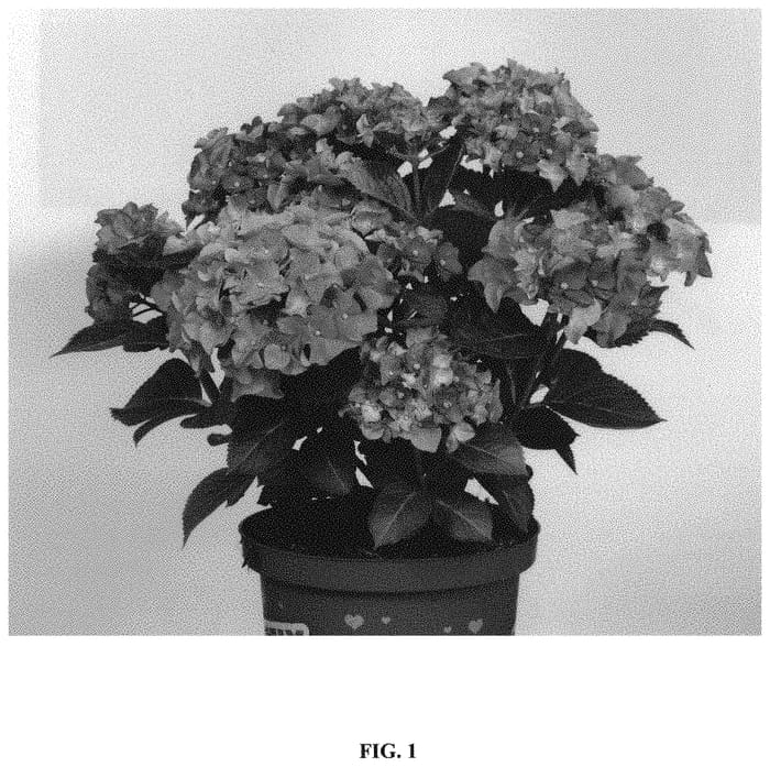Figure 1 of US plant patent PP32970, the photograph of Mysterious printed in the patent.