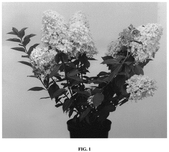 Figure 1 of US plant patent PP32971, the photograph of GRYPAST05 printed in the patent.