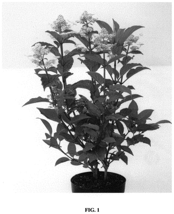 Figure 1 of US plant patent PP32972, the photograph of HPOPR018 printed in the patent.