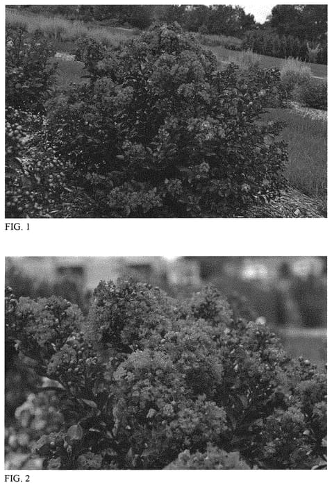 Figure 1 of US plant patent PP32973, the photograph of Lava Java printed in the patent.