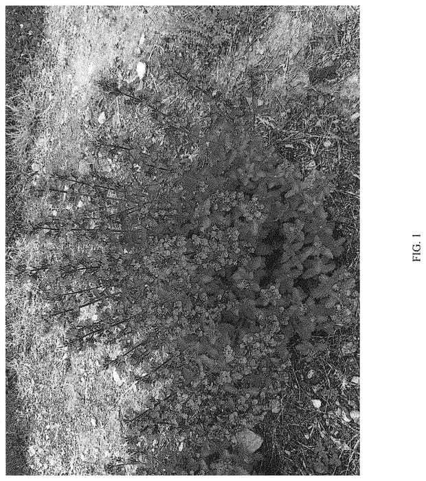 Figure 1 of US plant patent PP32974, the photograph of G19213 printed in the patent.