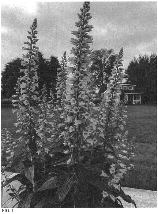 Figure 1 of US plant patent PP32975, the photograph of Firecracker printed in the patent.