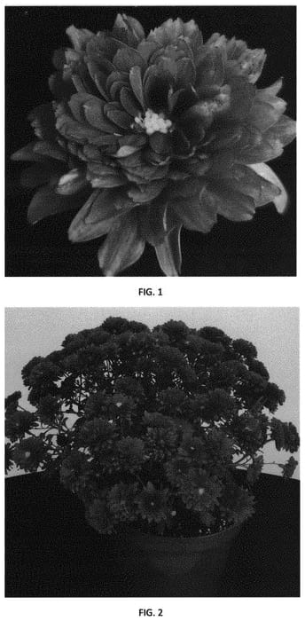 Figure 1 of US plant patent PP32976, the photograph of CIFZ0074 printed in the patent.