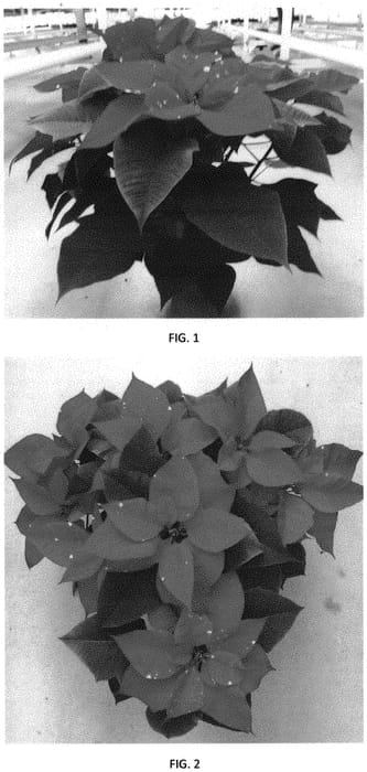 Figure 1 of US plant patent PP32977, the photograph of EURZ0019 printed in the patent.