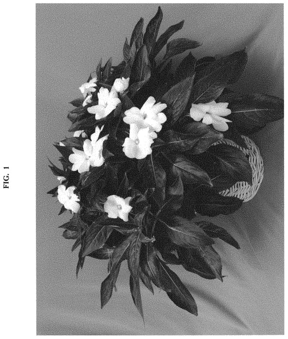 Figure 1 of US plant patent PP32978, the photograph of Dongimagpuwhi printed in the patent.