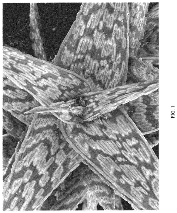 Figure 1 of US plant patent PP32979, the photograph of SIDEWINDER printed in the patent.