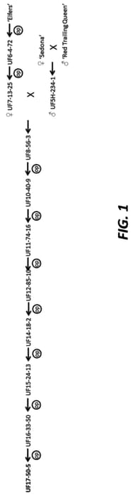 Figure 1 of US plant patent PP32980, the photograph of UF17-50-5 printed in the patent.
