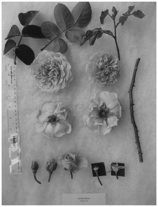 Figure 1 of US plant patent PP32981, the photograph of AUSegdon printed in the patent.