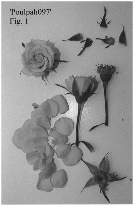 Figure 1 of US plant patent PP32982, the photograph of Poulpah097 printed in the patent.