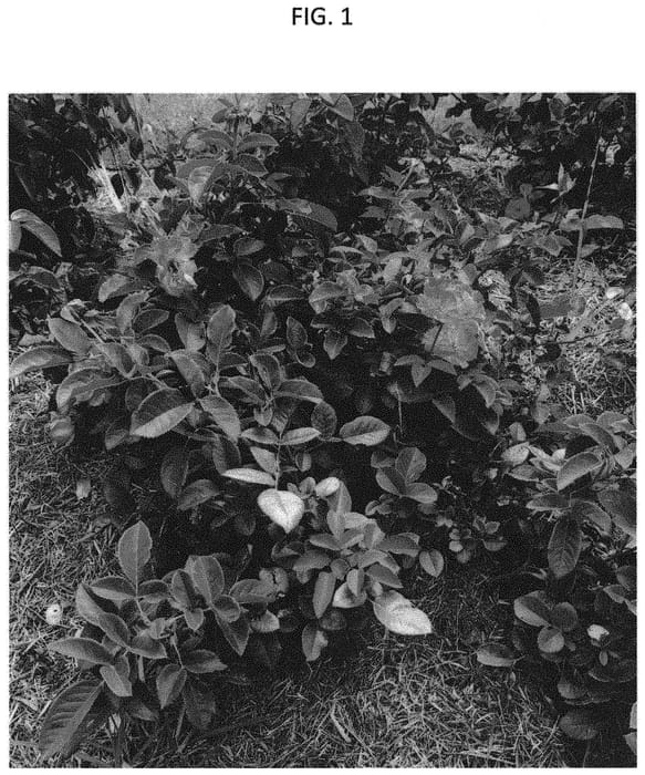 Figure 1 of US plant patent PP32983, the photograph of GRAalpha printed in the patent.