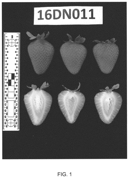 Figure 1 of US plant patent PP32984, the photograph of UCD Valiant printed in the patent.